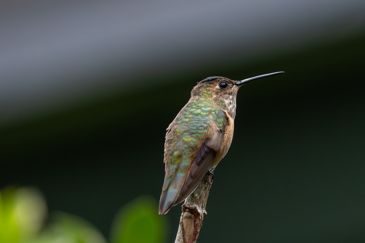 kalypta širokoocasá - ML646432019