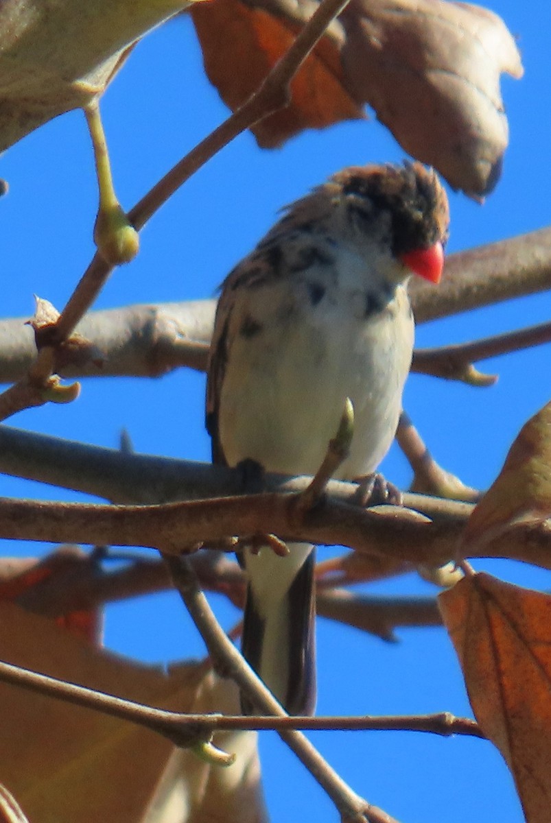 Pin-tailed Whydah - ML646432020