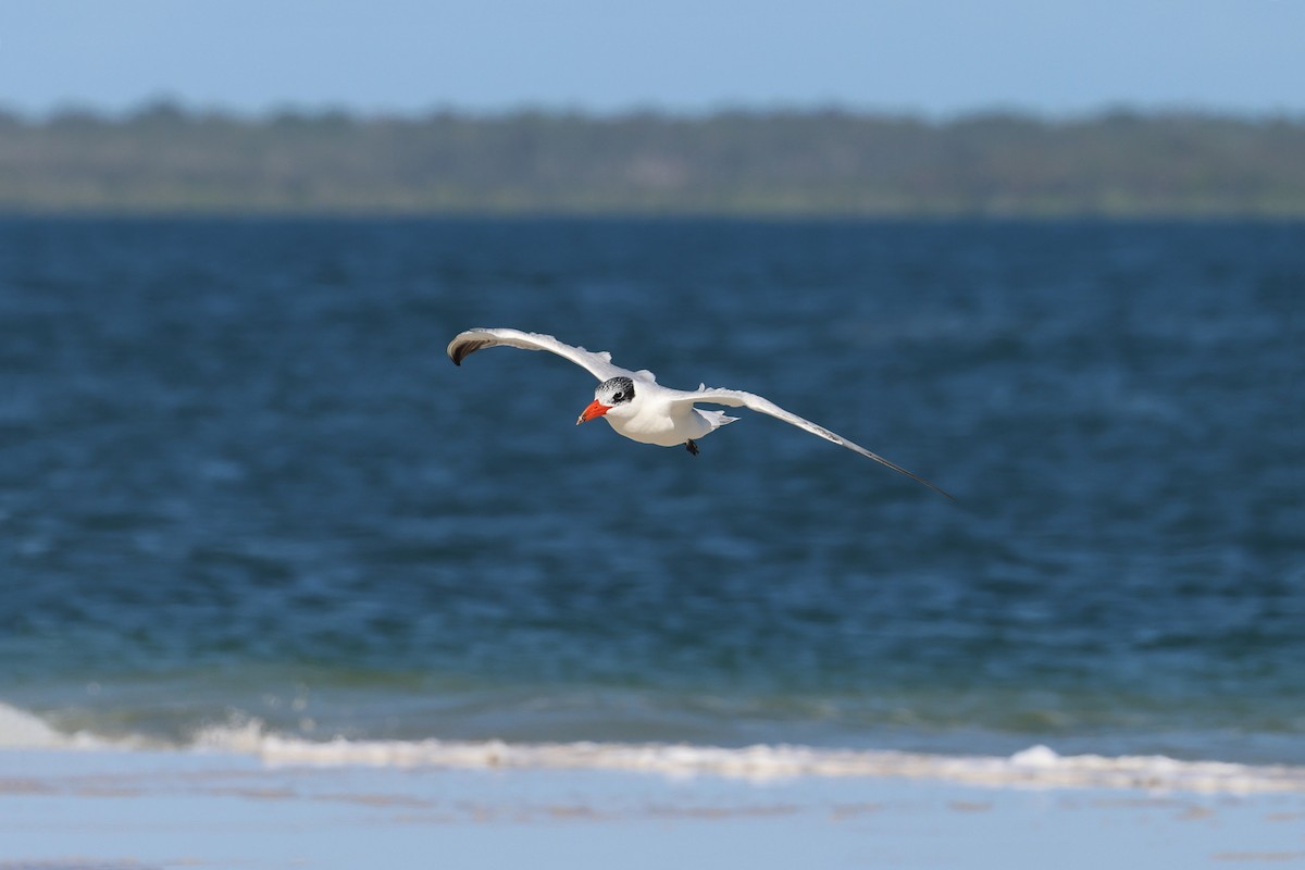 Caspian Tern - ML646432021