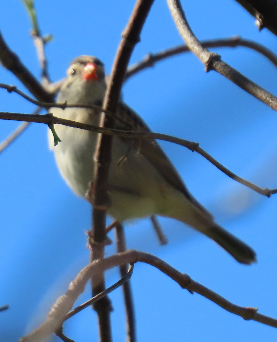 Pin-tailed Whydah - ML646432022
