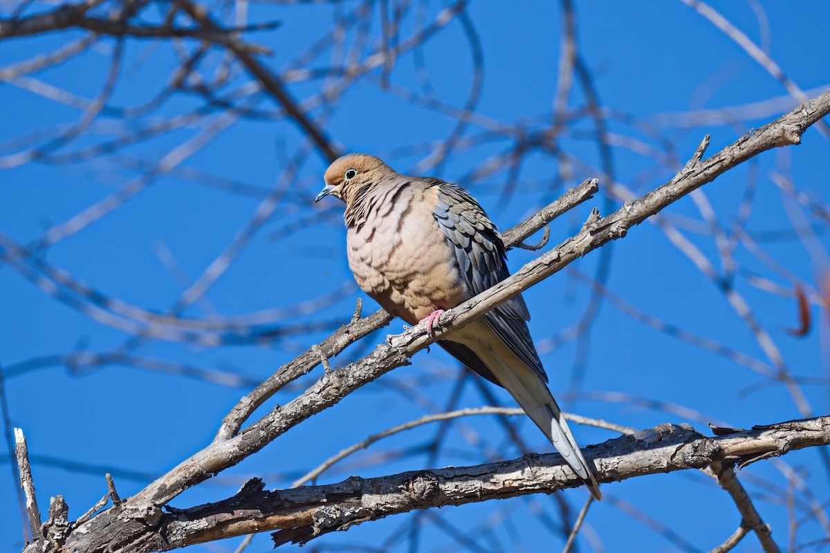 Mourning Dove - ML646432025