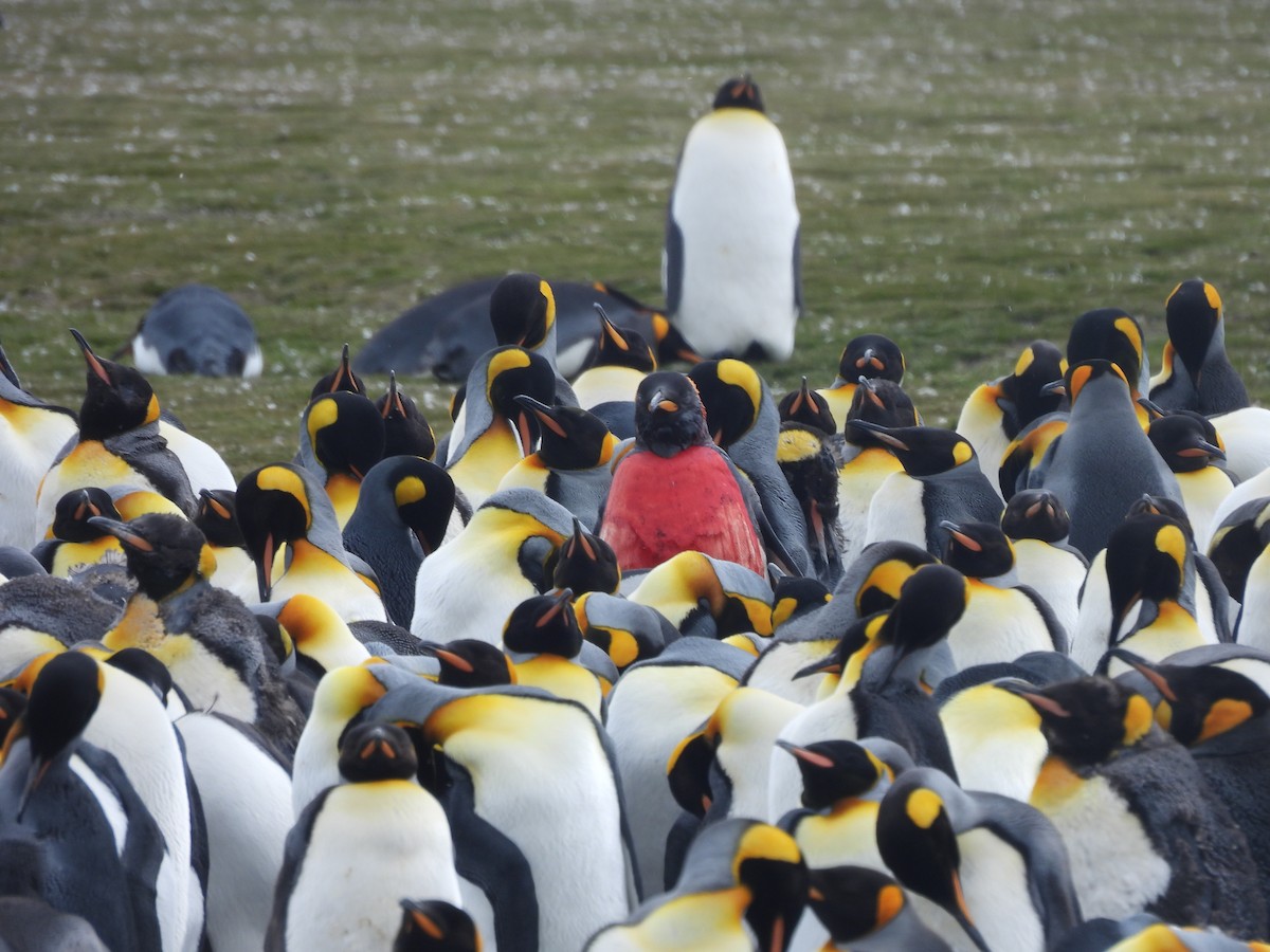King Penguin - ML646432026