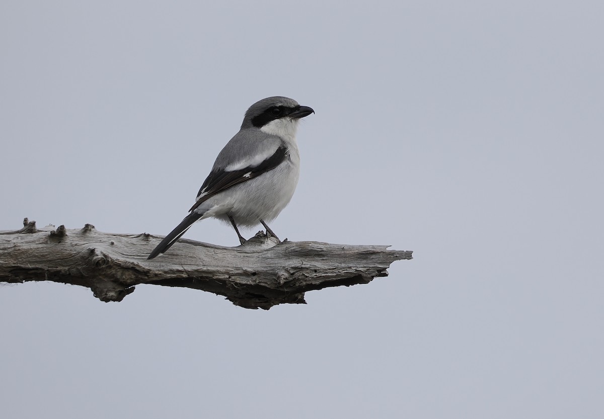 Loggerhead Shrike - ML646432028