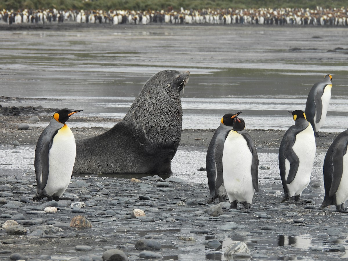 King Penguin - ML646432029