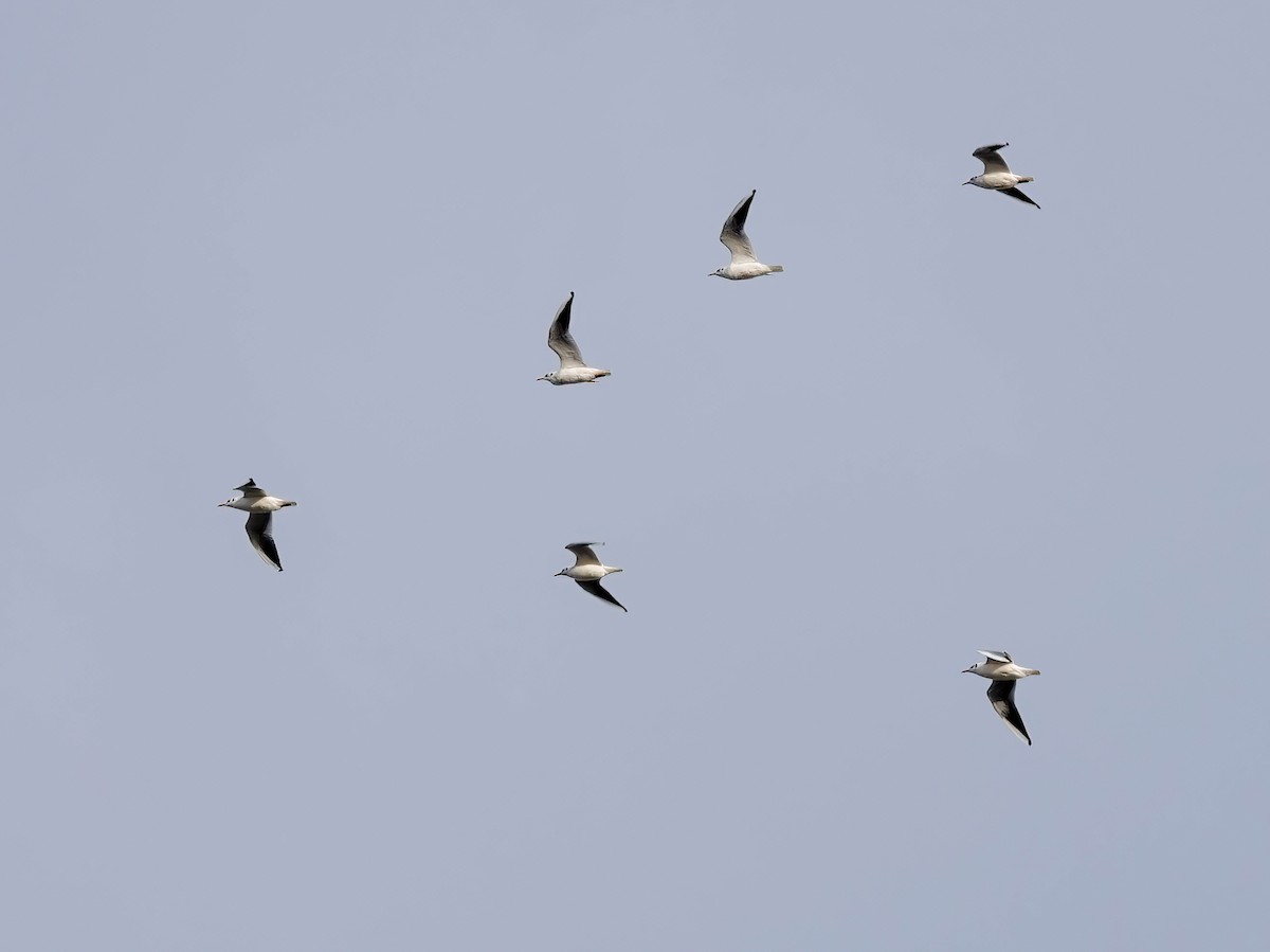 Black-headed Gull - ML646432030