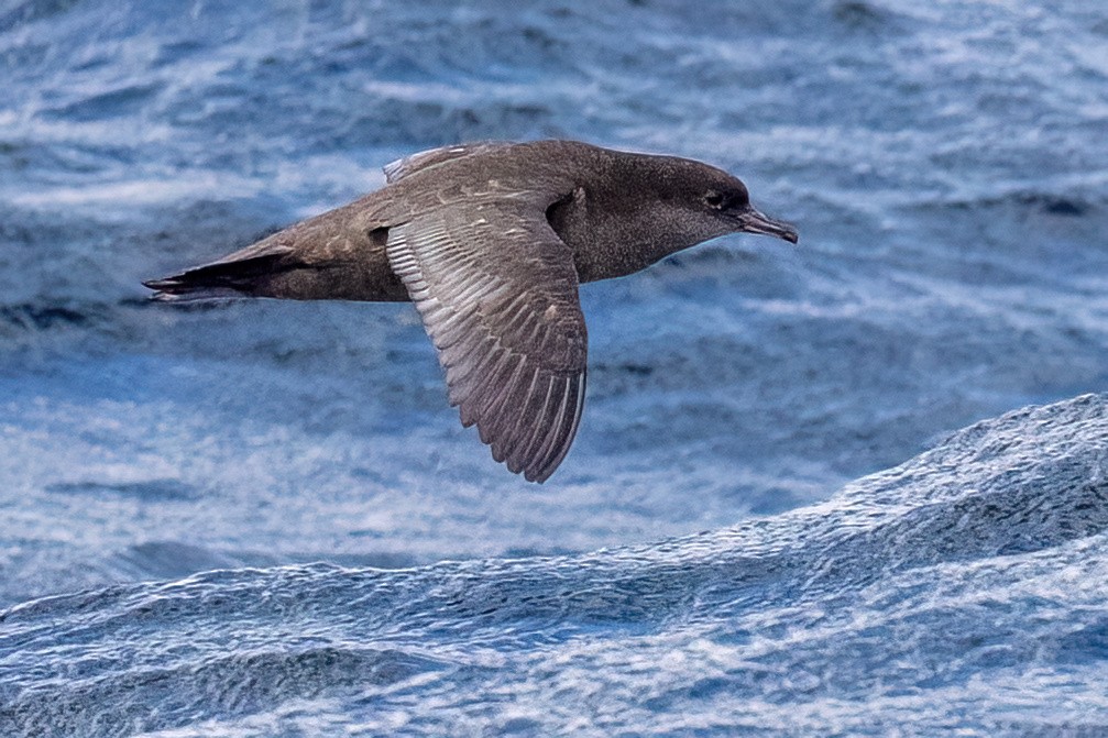 Short-tailed Shearwater - ML646432031