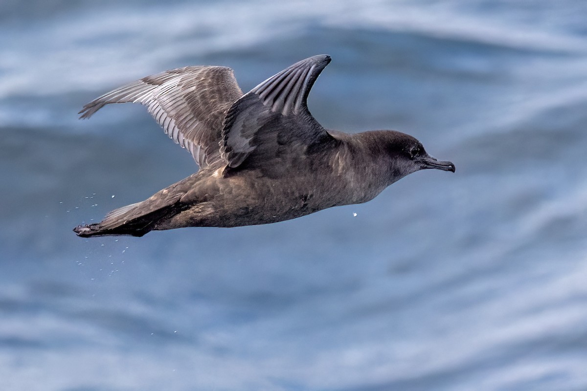 Short-tailed Shearwater - ML646432032