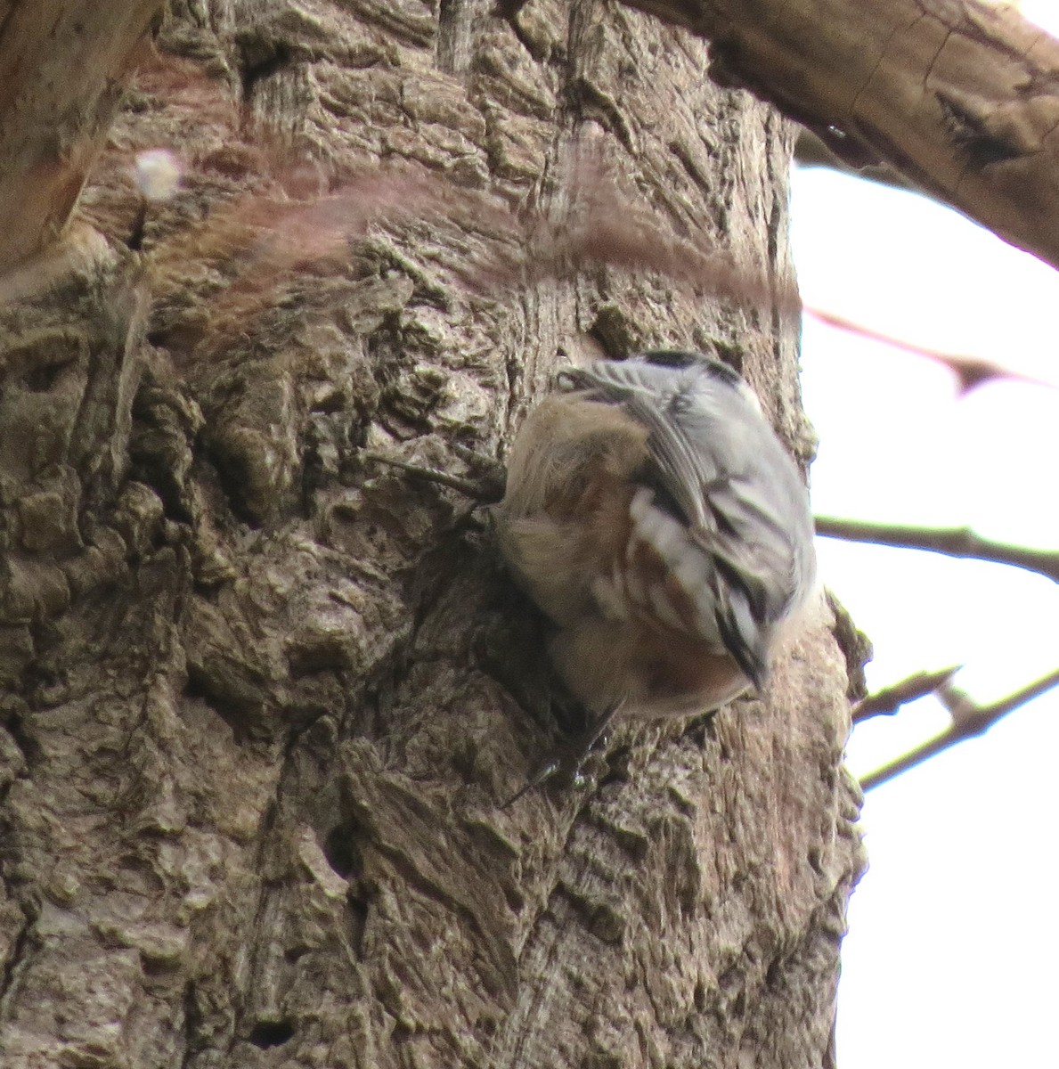 White-breasted Nuthatch - ML646432033
