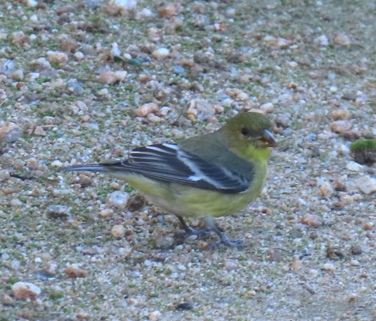 Lesser Goldfinch - ML646432039