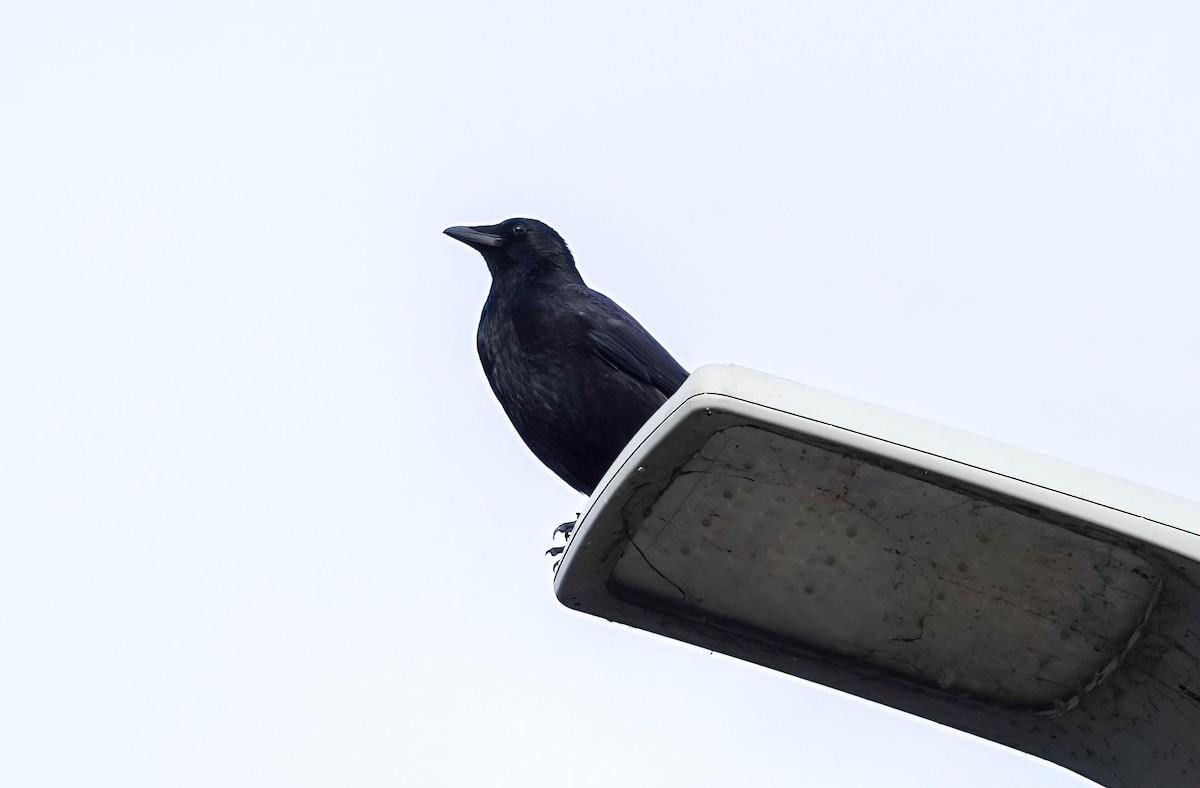 Carrion Crow - ML646432043