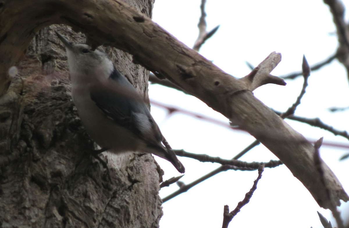 White-breasted Nuthatch - ML646432044