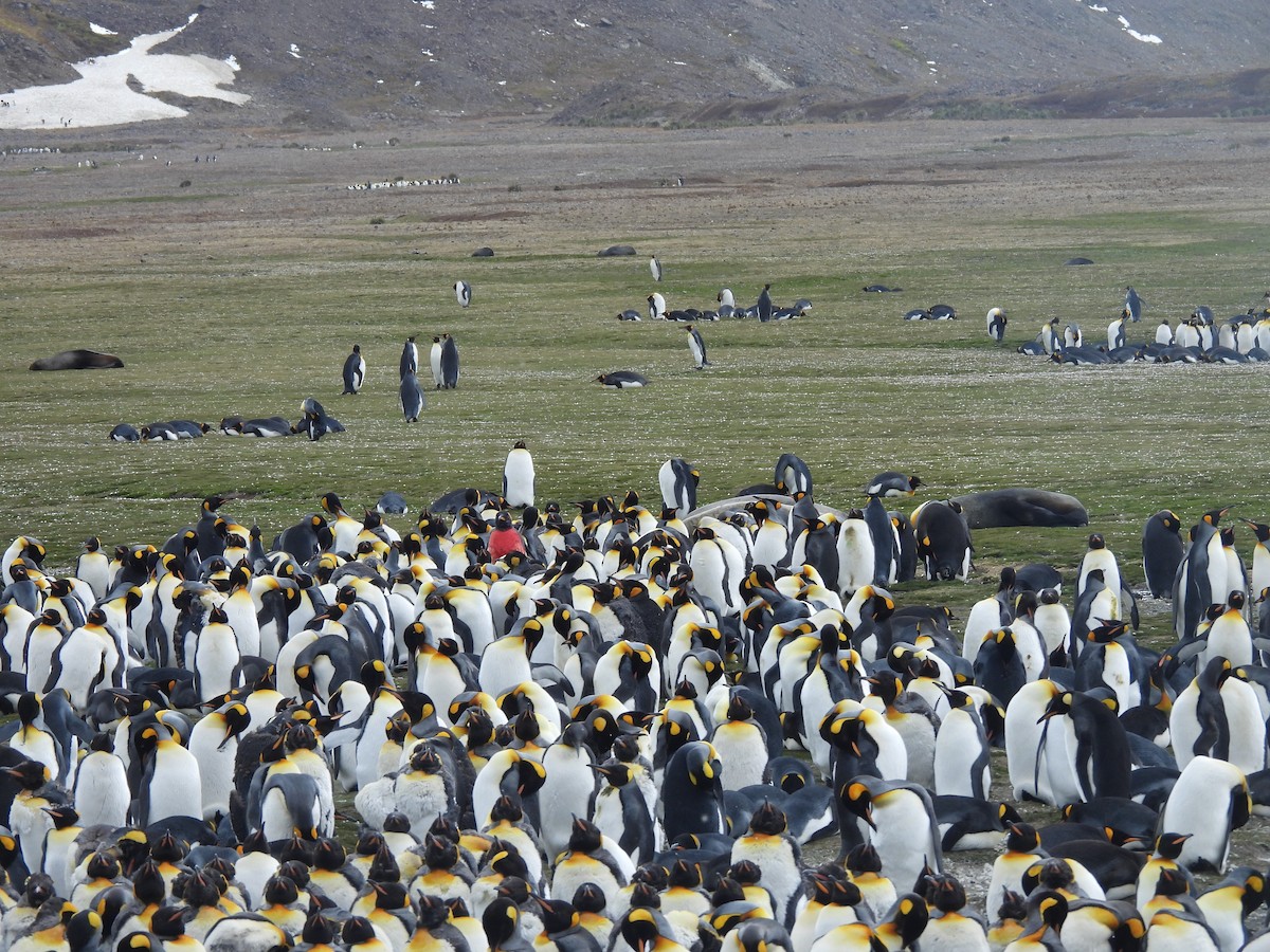 King Penguin - ML646432045