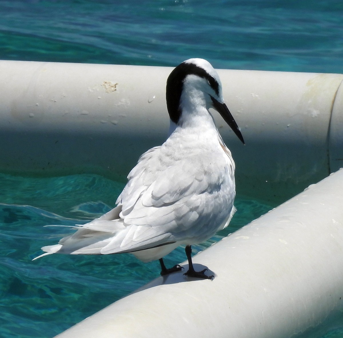 Black-naped Tern - ML646432046