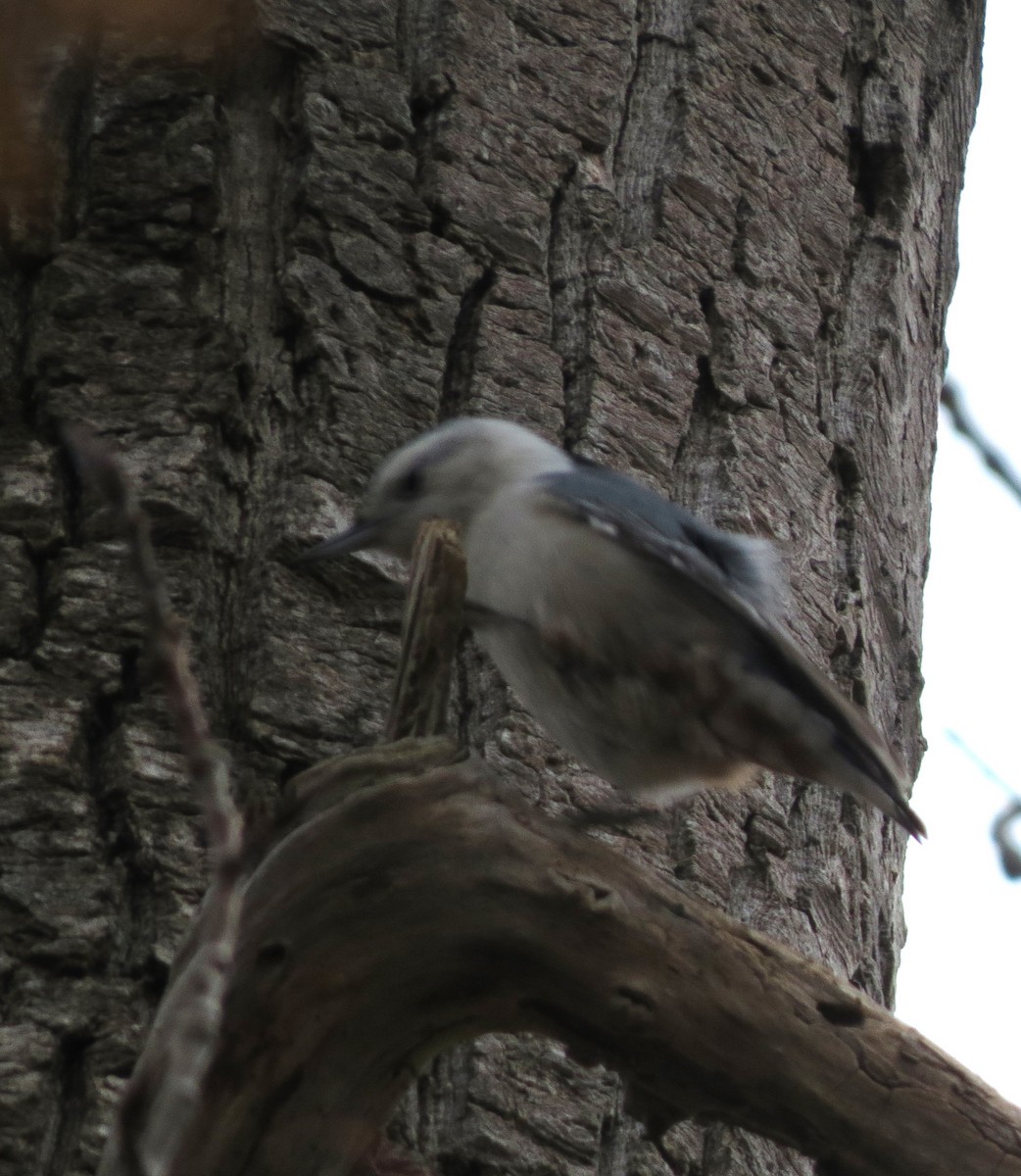 White-breasted Nuthatch - ML646432048