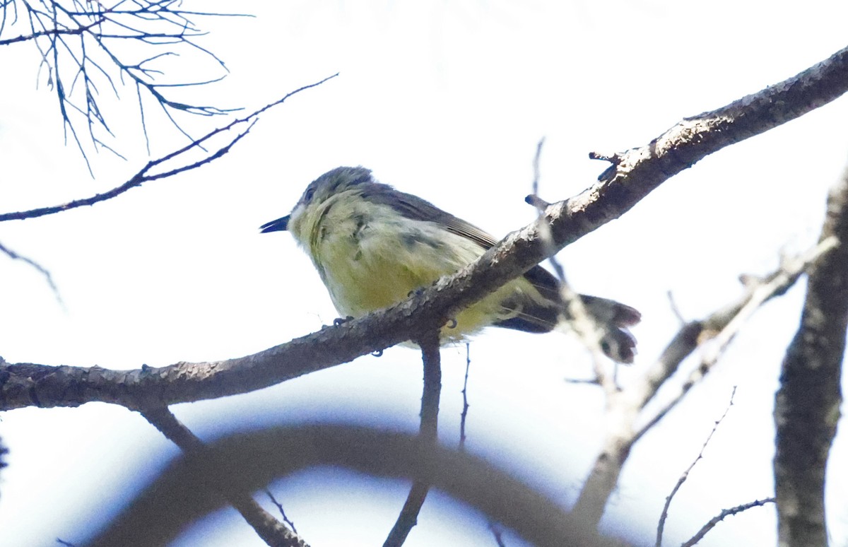 Fairy Gerygone - ML646432049
