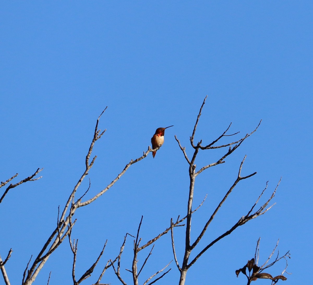 Allen's Hummingbird - ML646432050