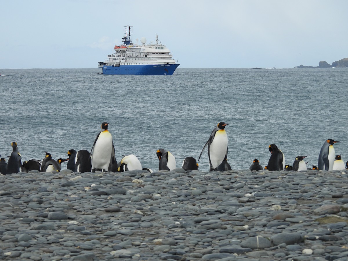 King Penguin - ML646432051