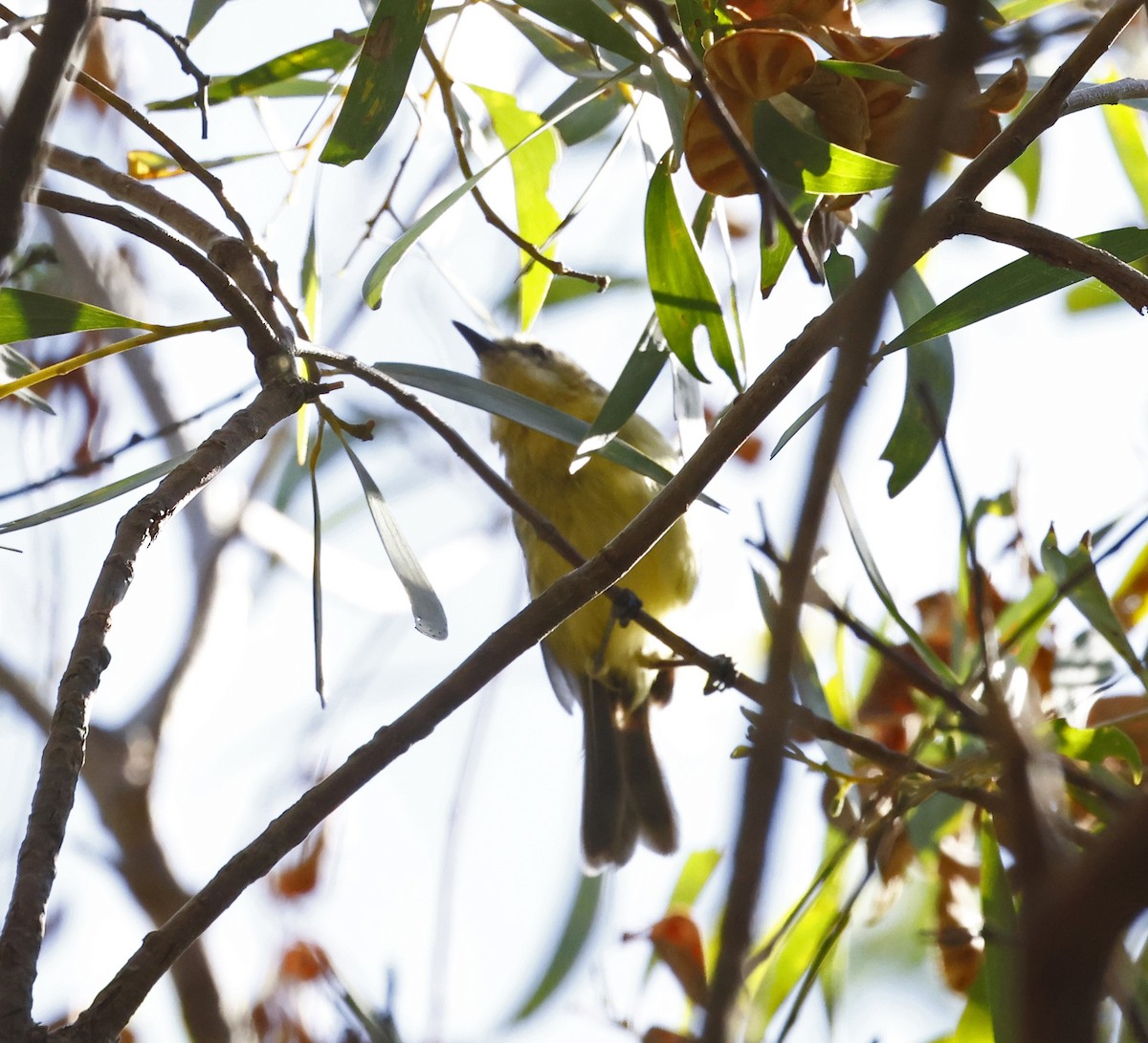 Fairy Gerygone - ML646432053