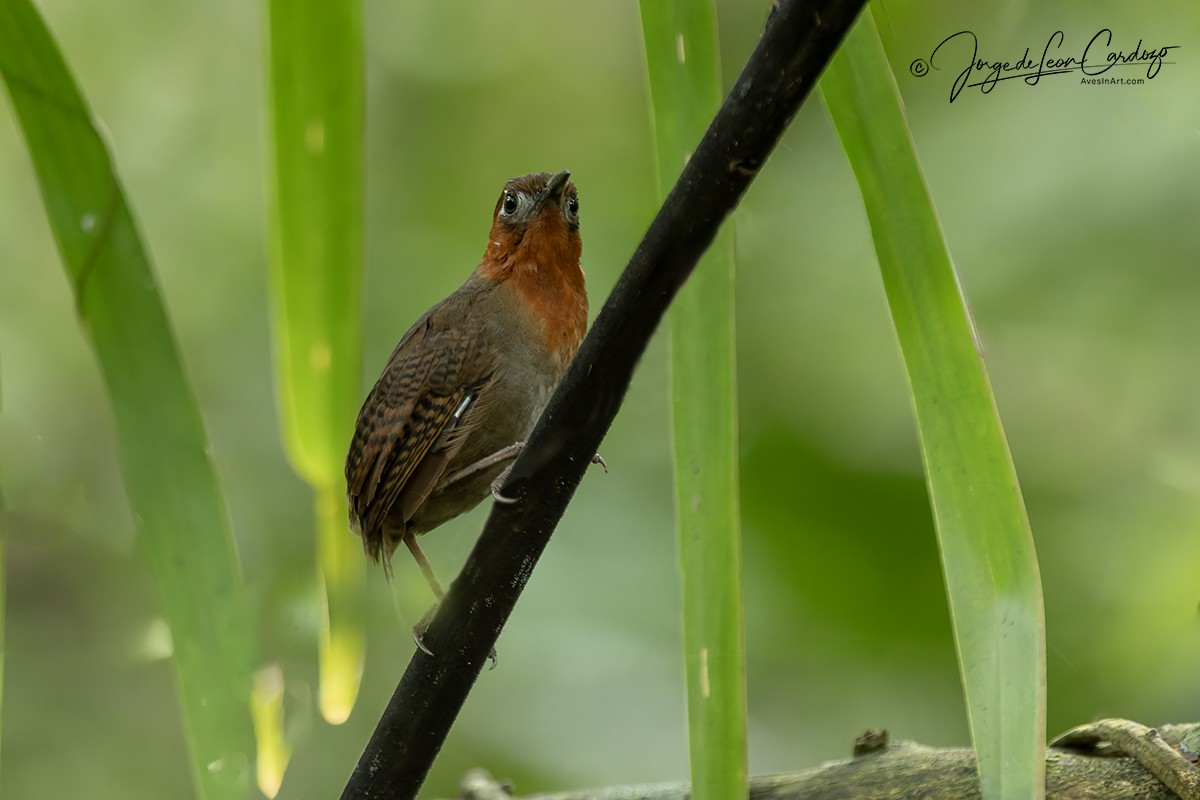 Song Wren - ML646432054
