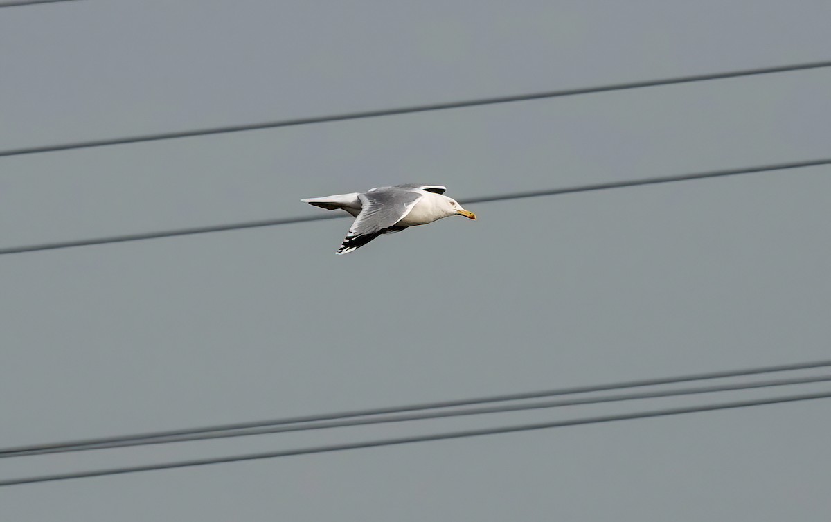 Caspian Gull - ML646432055