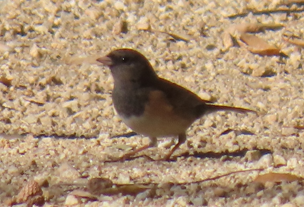 Dark-eyed Junco - ML646432056