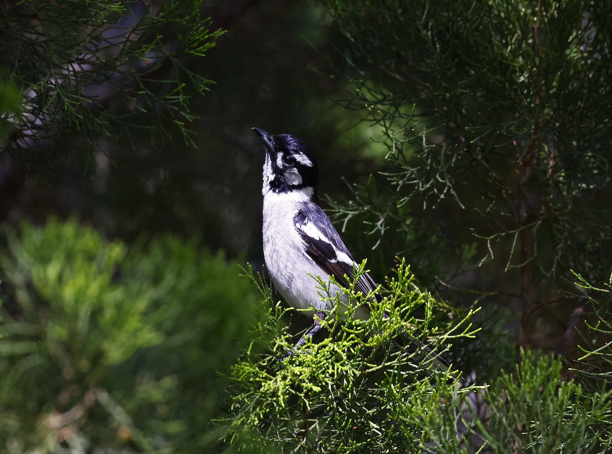 White-eared Monarch - ML646432057
