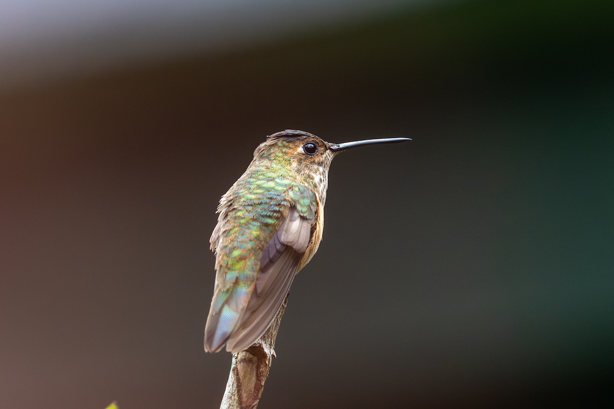 Broad-tailed Hummingbird - ML646432059