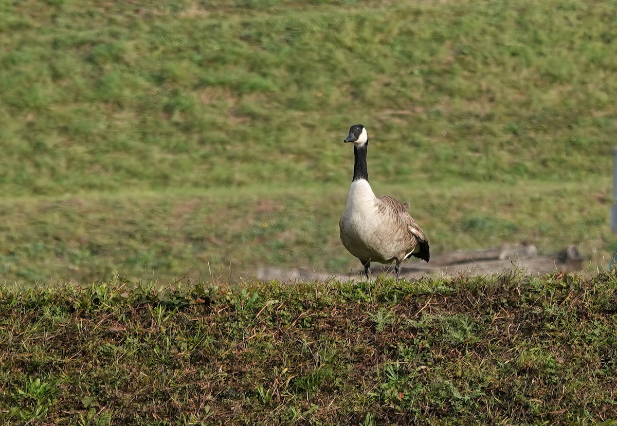 Canada Goose - ML646432060