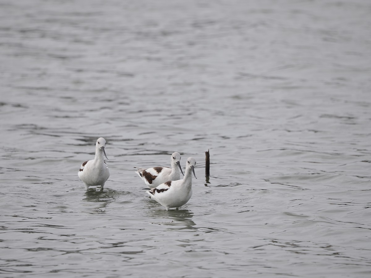 American Avocet - ML646432061