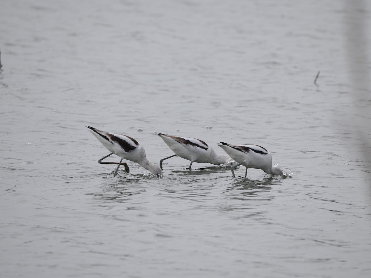 American Avocet - ML646432062