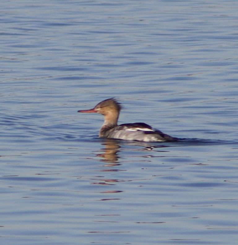 Red-breasted Merganser - ML646432063