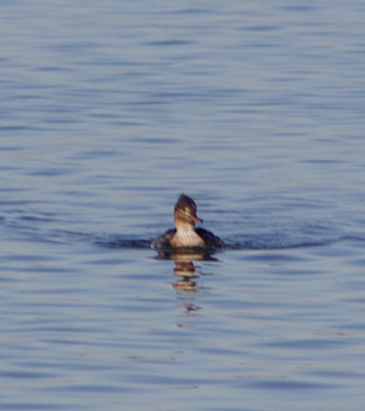 Red-breasted Merganser - ML646432064