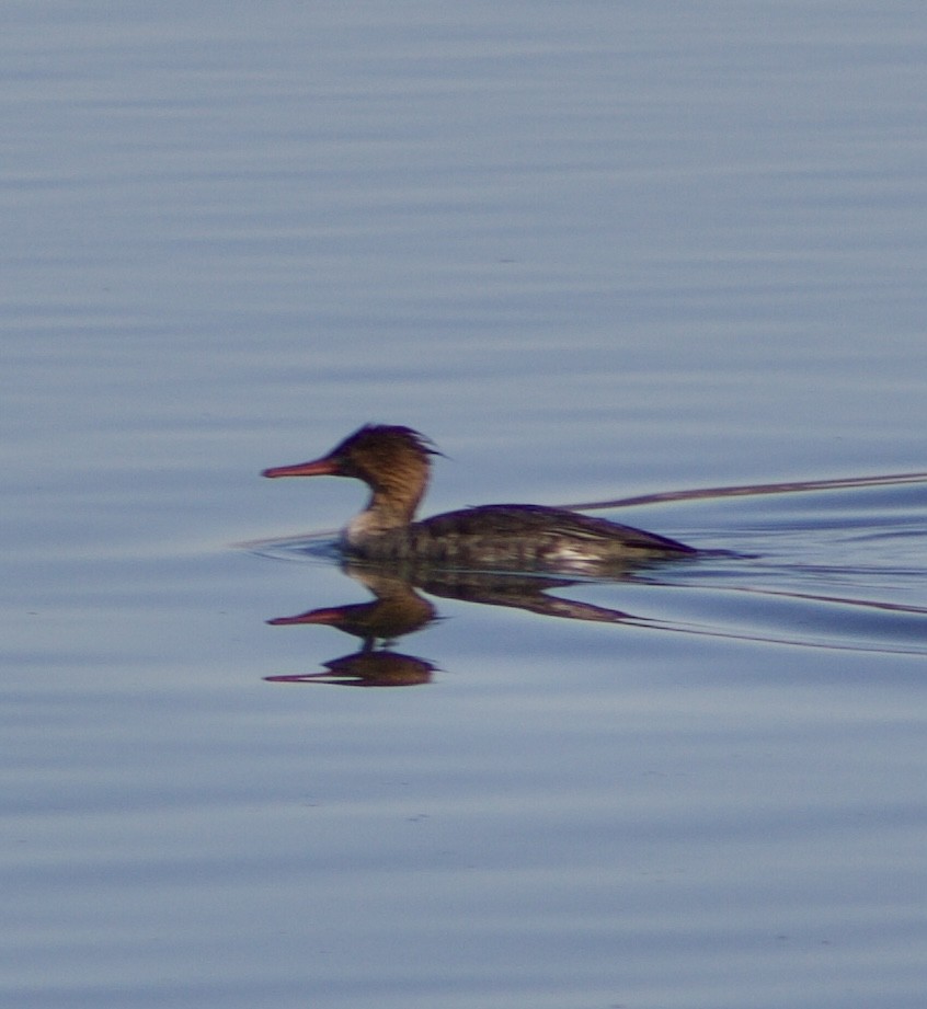 Red-breasted Merganser - ML646432066