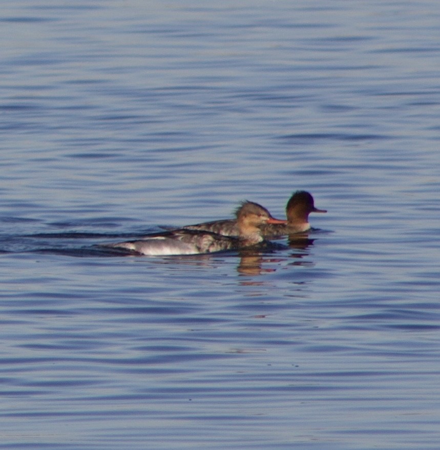 Red-breasted Merganser - ML646432067