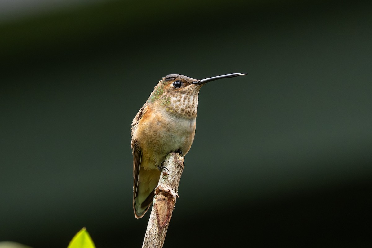 Broad-tailed Hummingbird - ML646432070