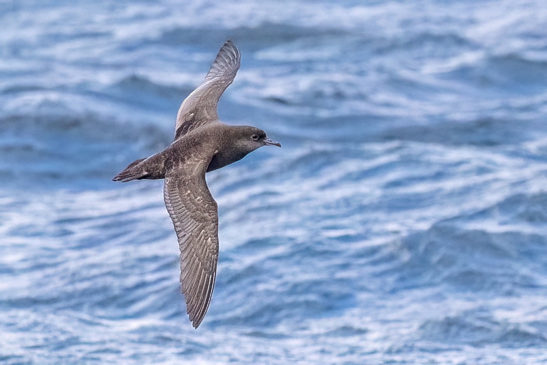 Short-tailed Shearwater - ML646432073