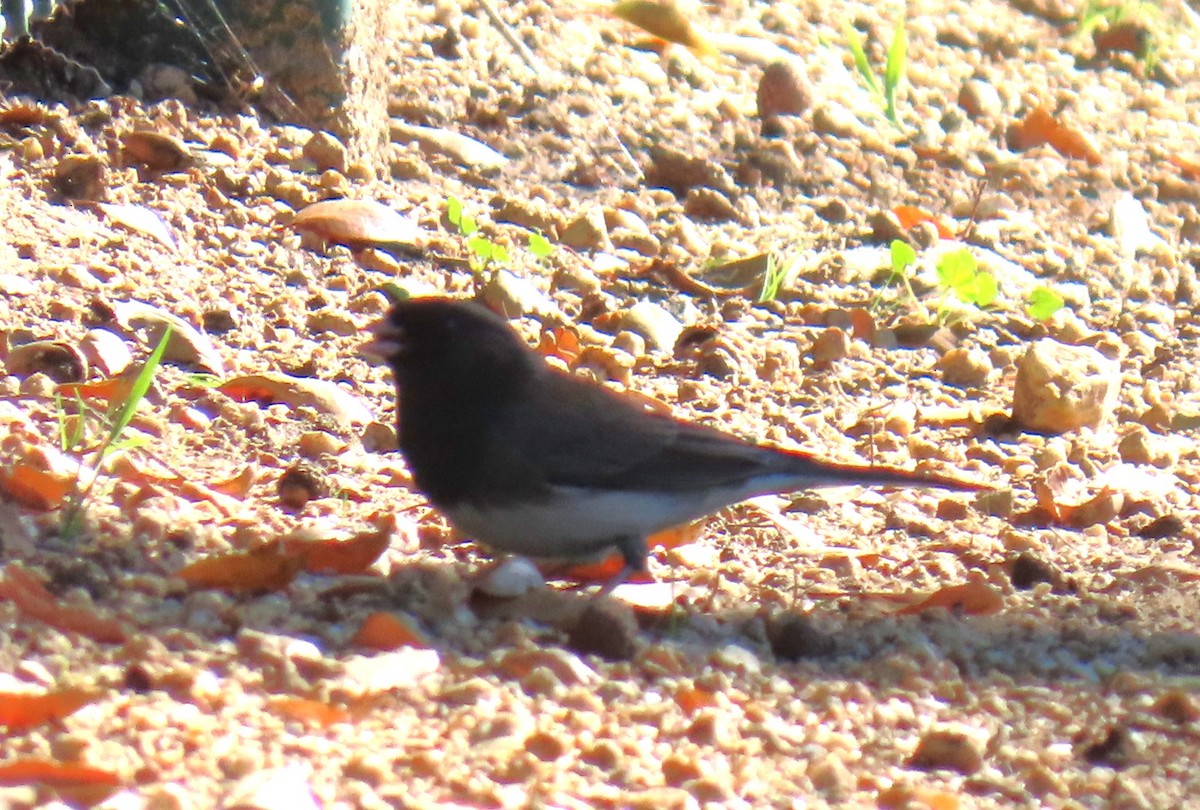 Dark-eyed Junco (Slate-colored/cismontanus) - ML646432074