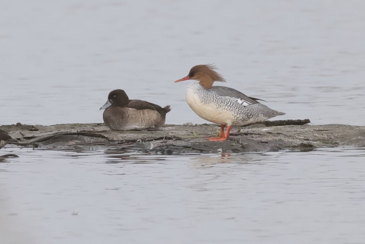 Чешуйчатый крохаль - ML646432081