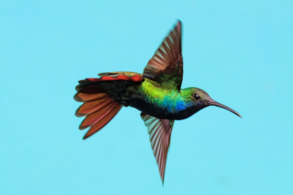 Black-throated Mango - ML646432085