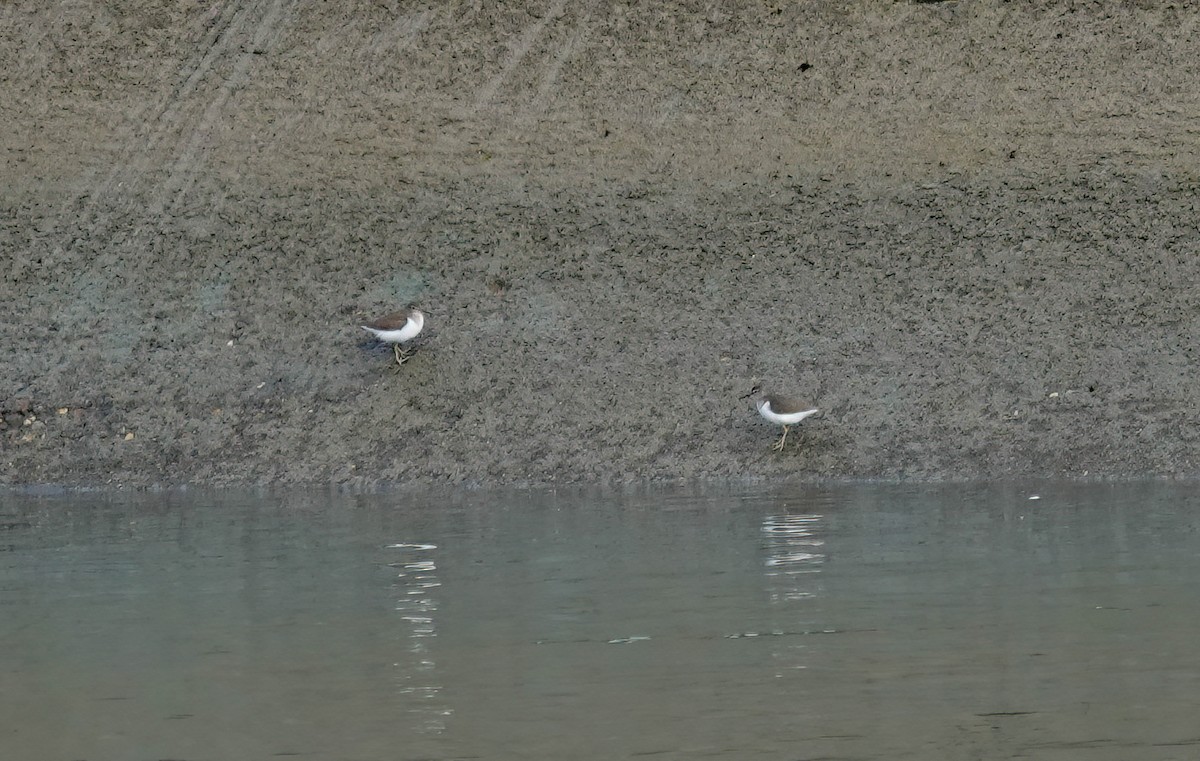 Flussuferläufer - ML646432086