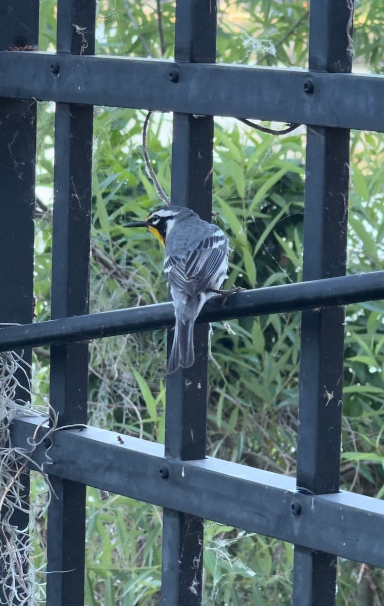 Goldkehl-Waldsänger - ML646432088