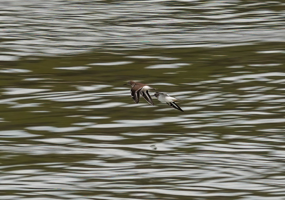 Flussuferläufer - ML646432089