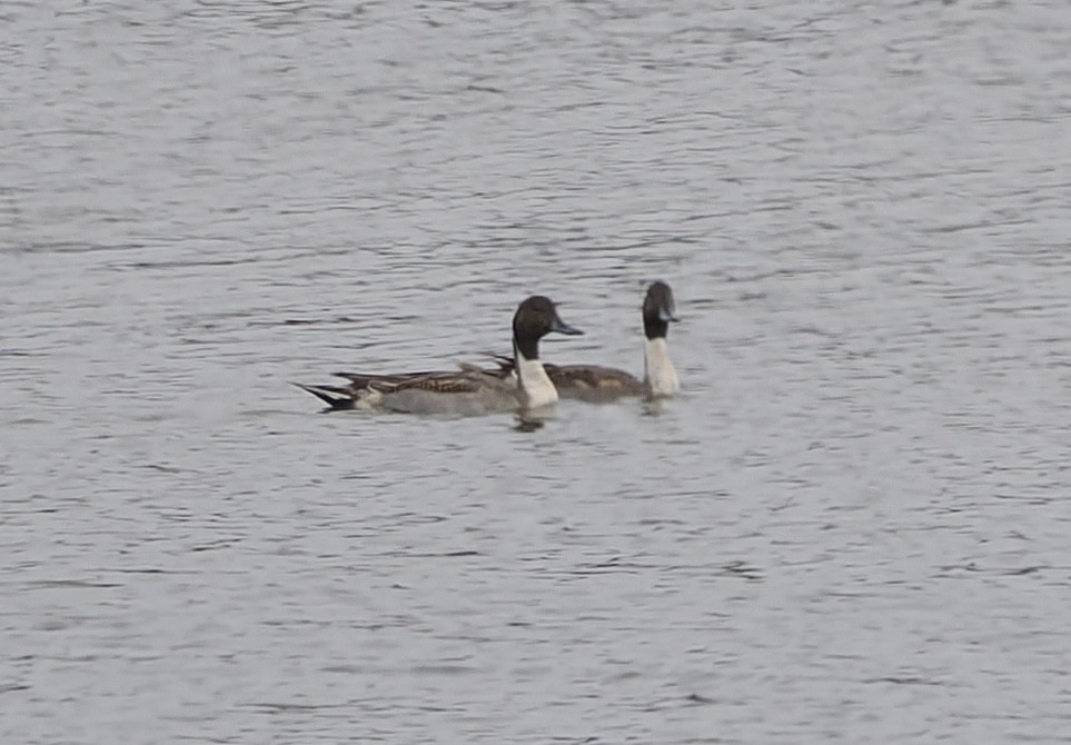 Northern Pintail - ML646432090