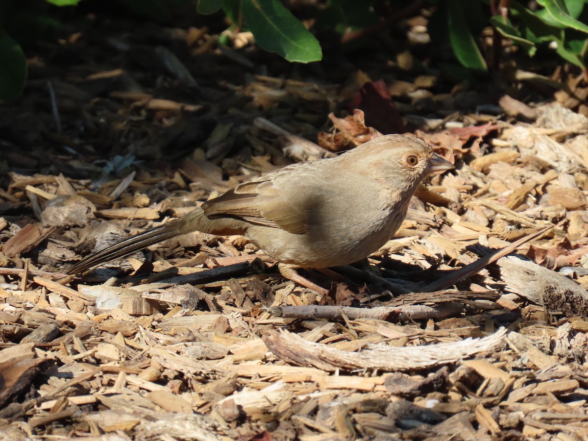 California Towhee - ML646432096