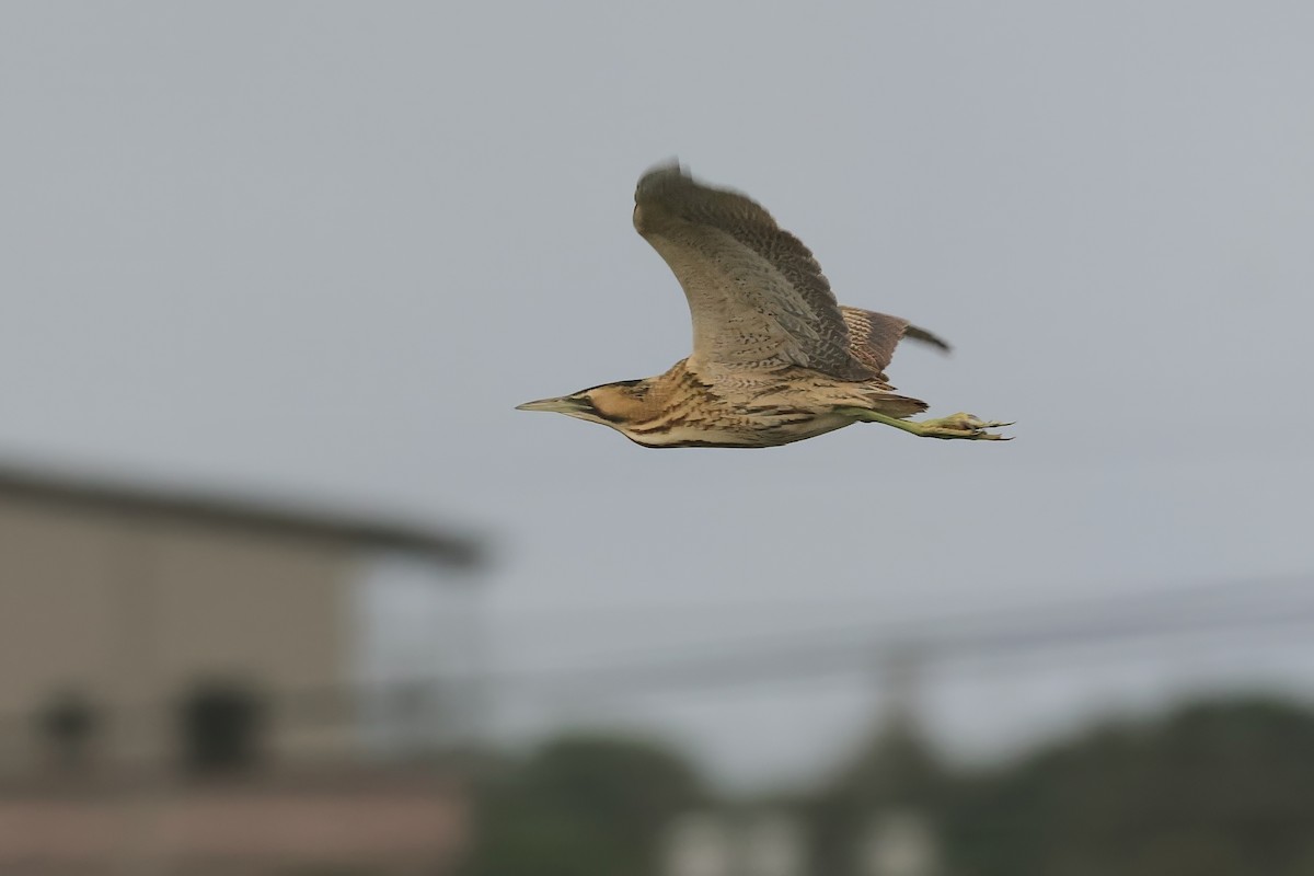 Усны бух шувуу - ML646432098