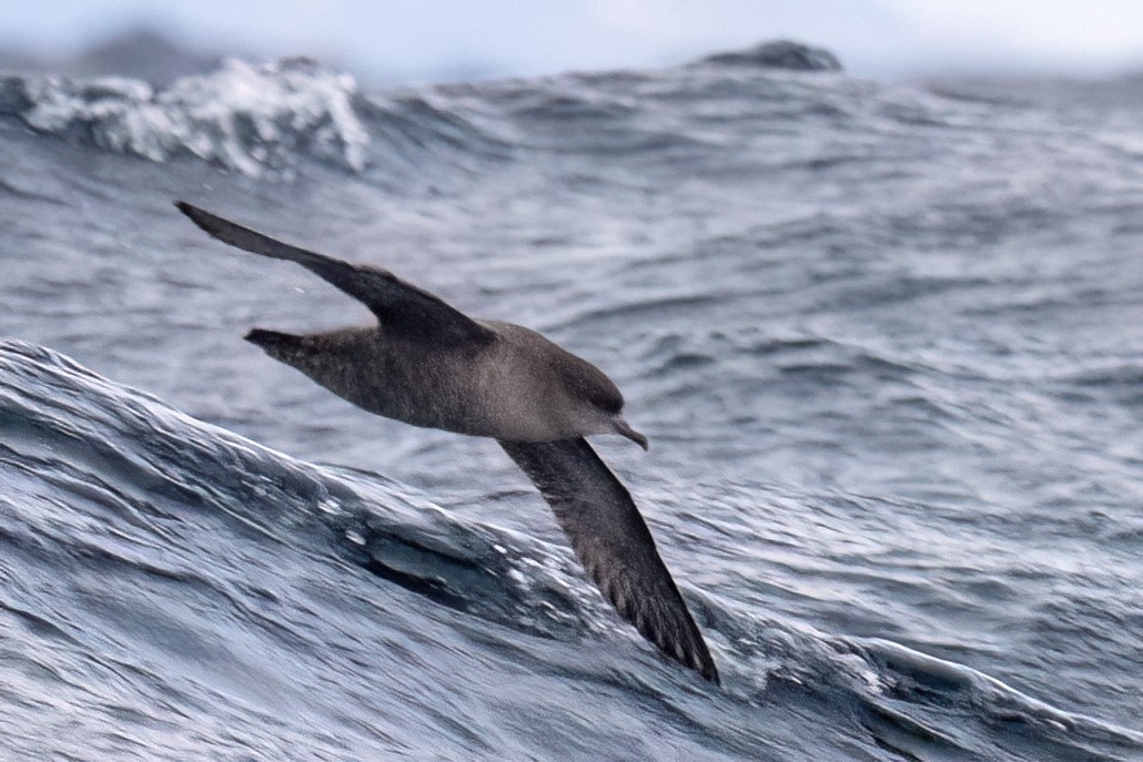 Short-tailed Shearwater - ML646432099