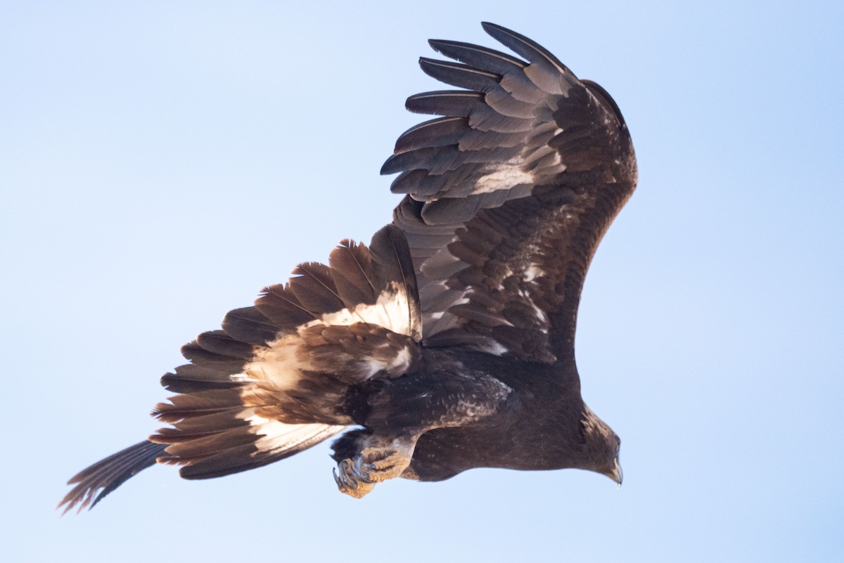 Golden Eagle - ML646432100