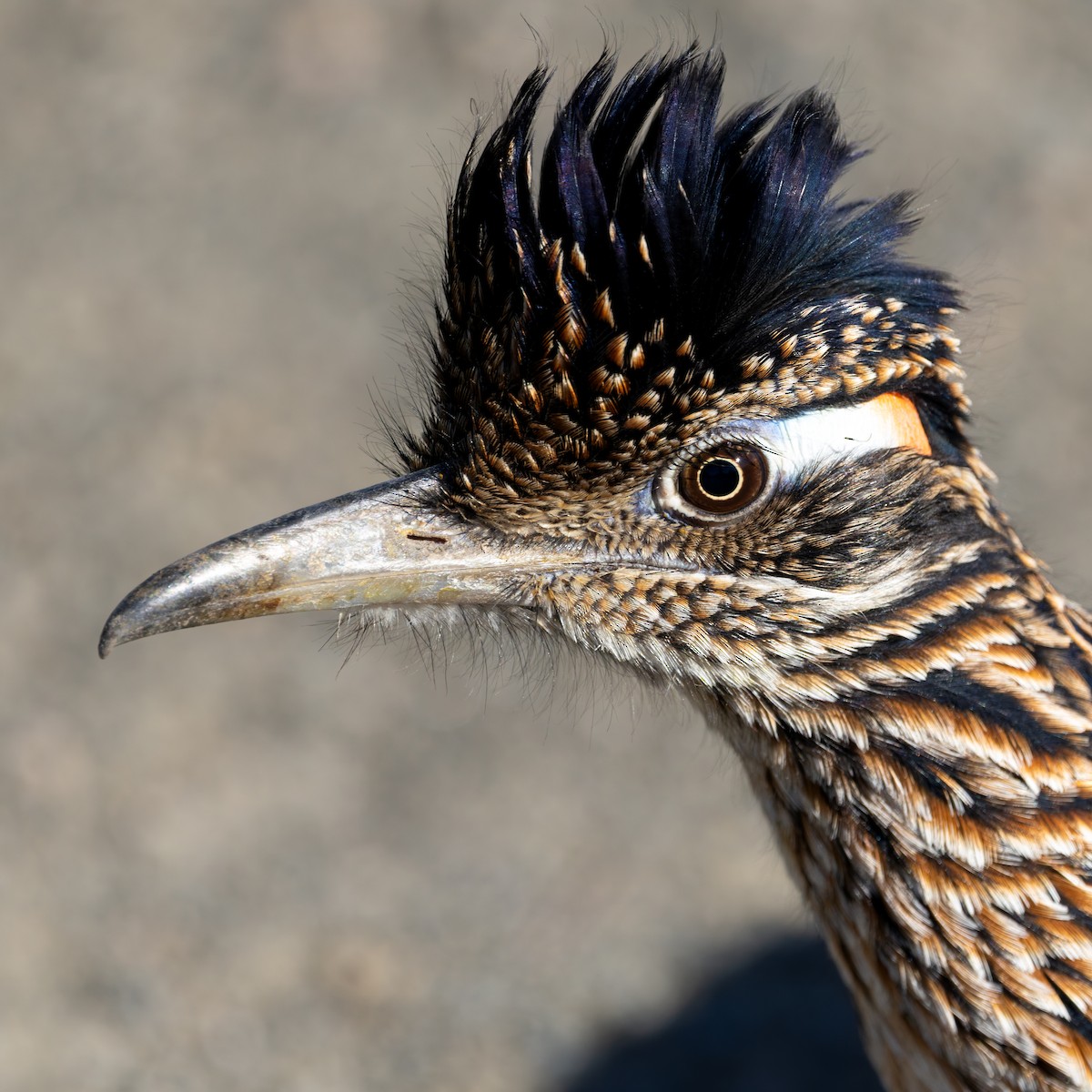 Greater Roadrunner - ML646432101