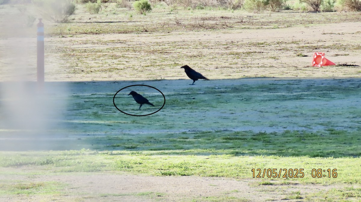 American Crow - ML646432102