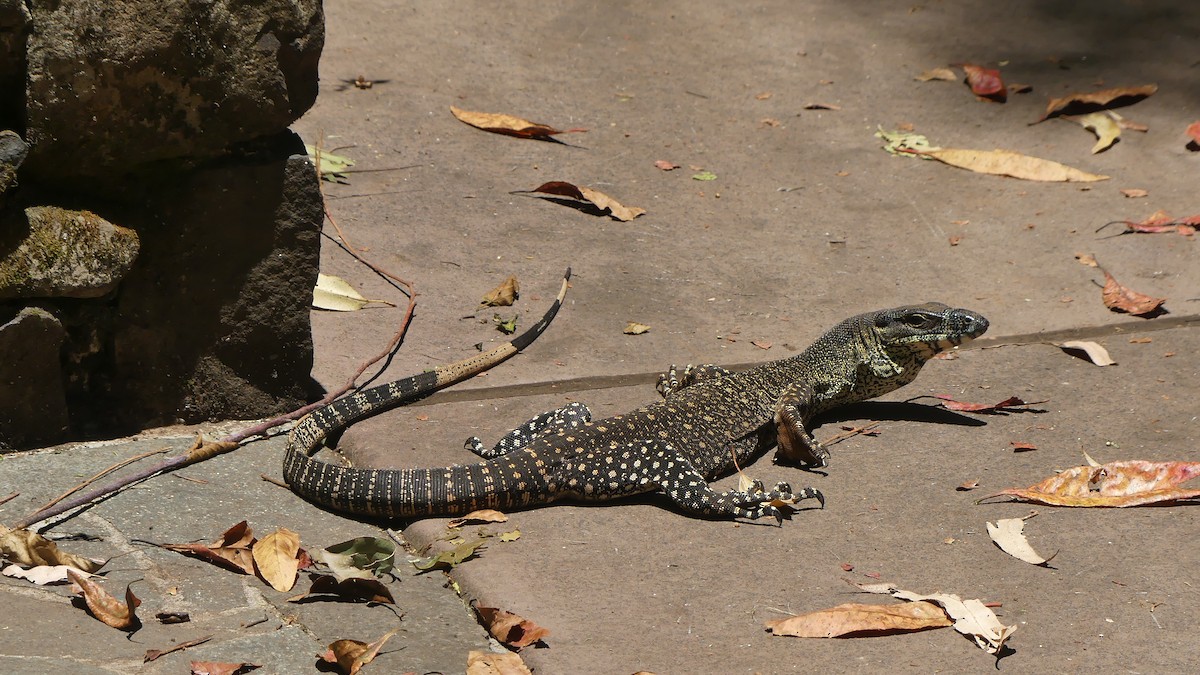 Stripe-tailed Monitor - ML646432103